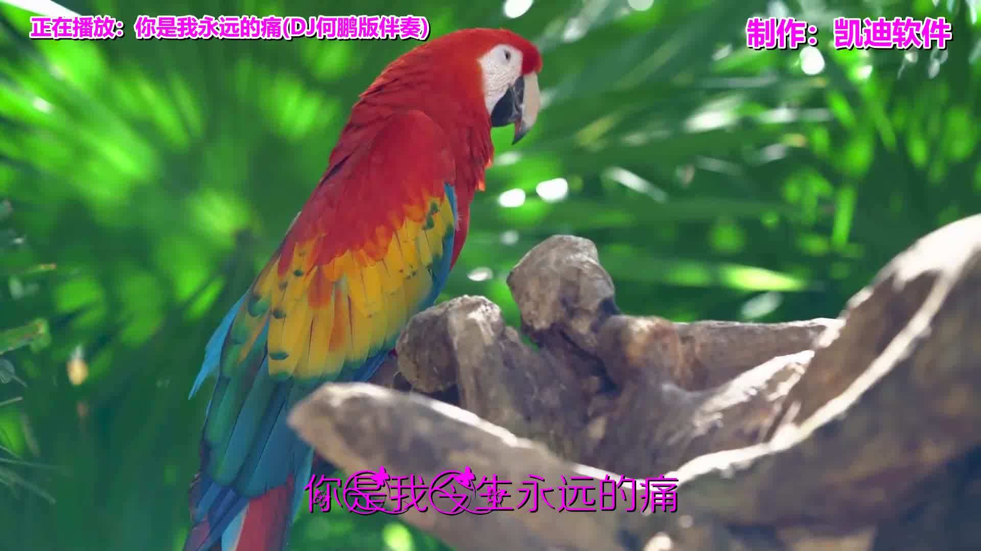 [图]《你是我永远的痛(DJ何鹏版伴奏)》欣赏，苹果手机怎么制作照片mv