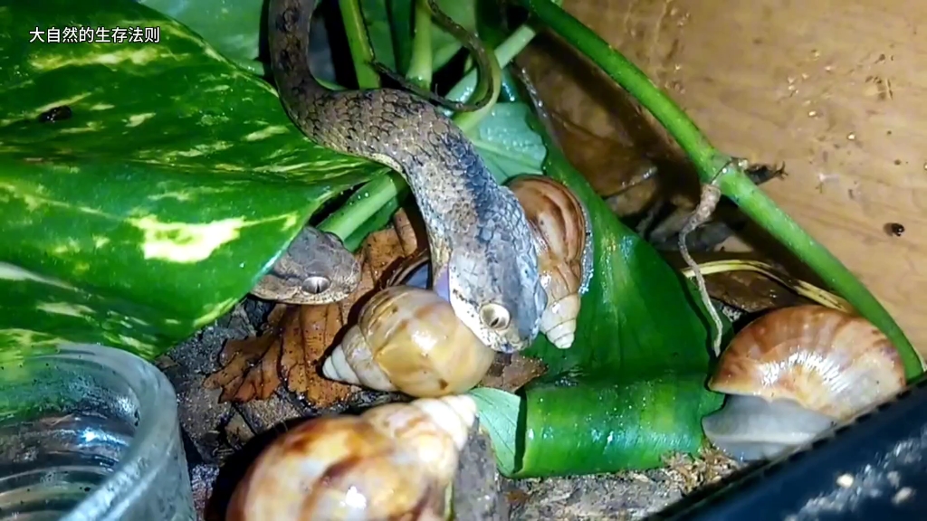 蛇吃蜗牛有什么技巧吗-大自然的生存法则-大自然的生存法则-哔哩哔哩