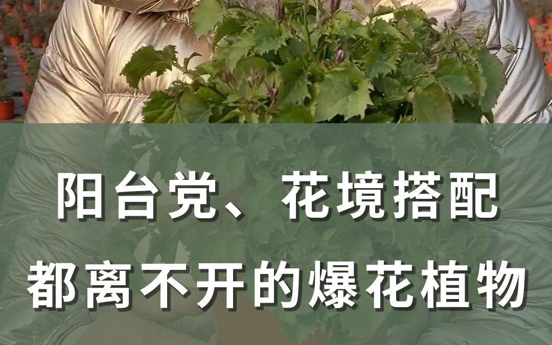 海妈植物推荐 | 爆花植物圆叶风铃草哔哩哔哩bilibili