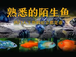 Download Video: 熟悉的陌生鱼——热门人工鱼的祖宗都是谁？