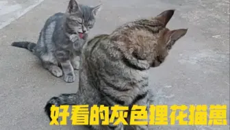稀少的灰色狸花猫 哔哩哔哩 Bilibili