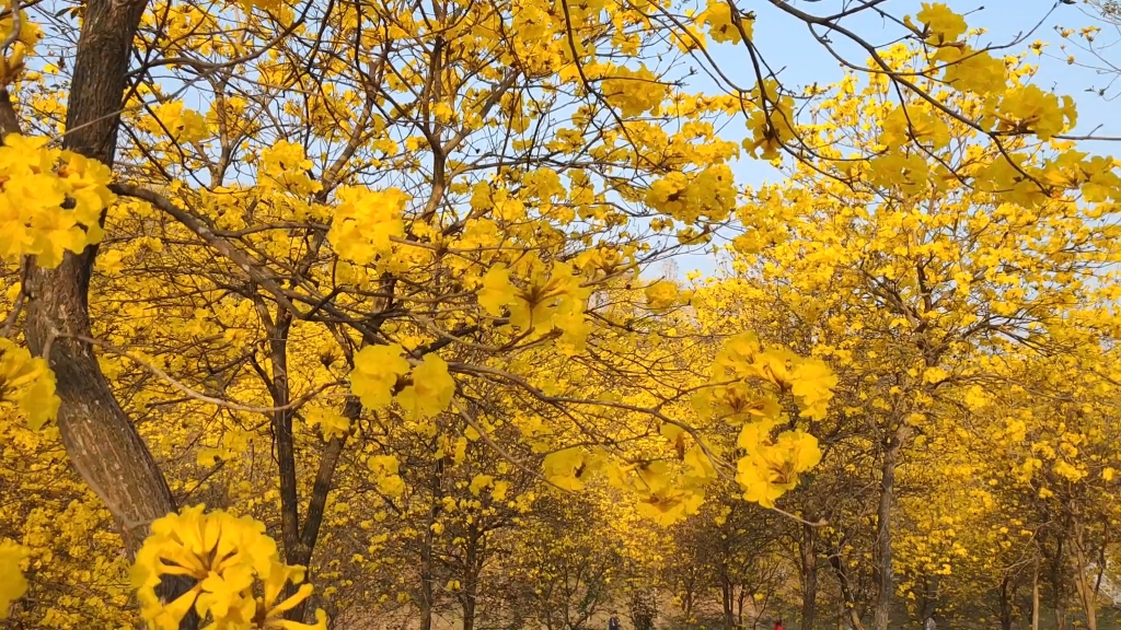 青秀山黄花风铃木图片图片