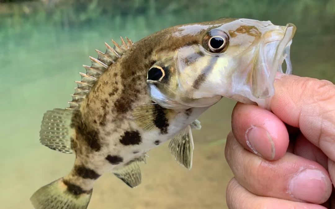 忘不了溪流里的白头鳜