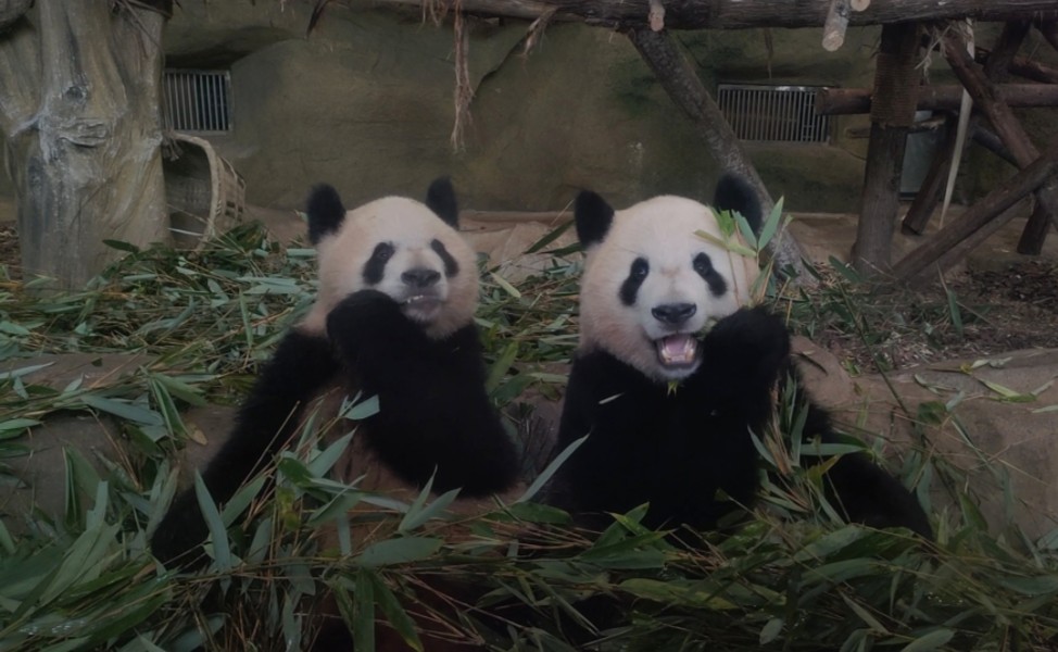 两只海归小熊熊