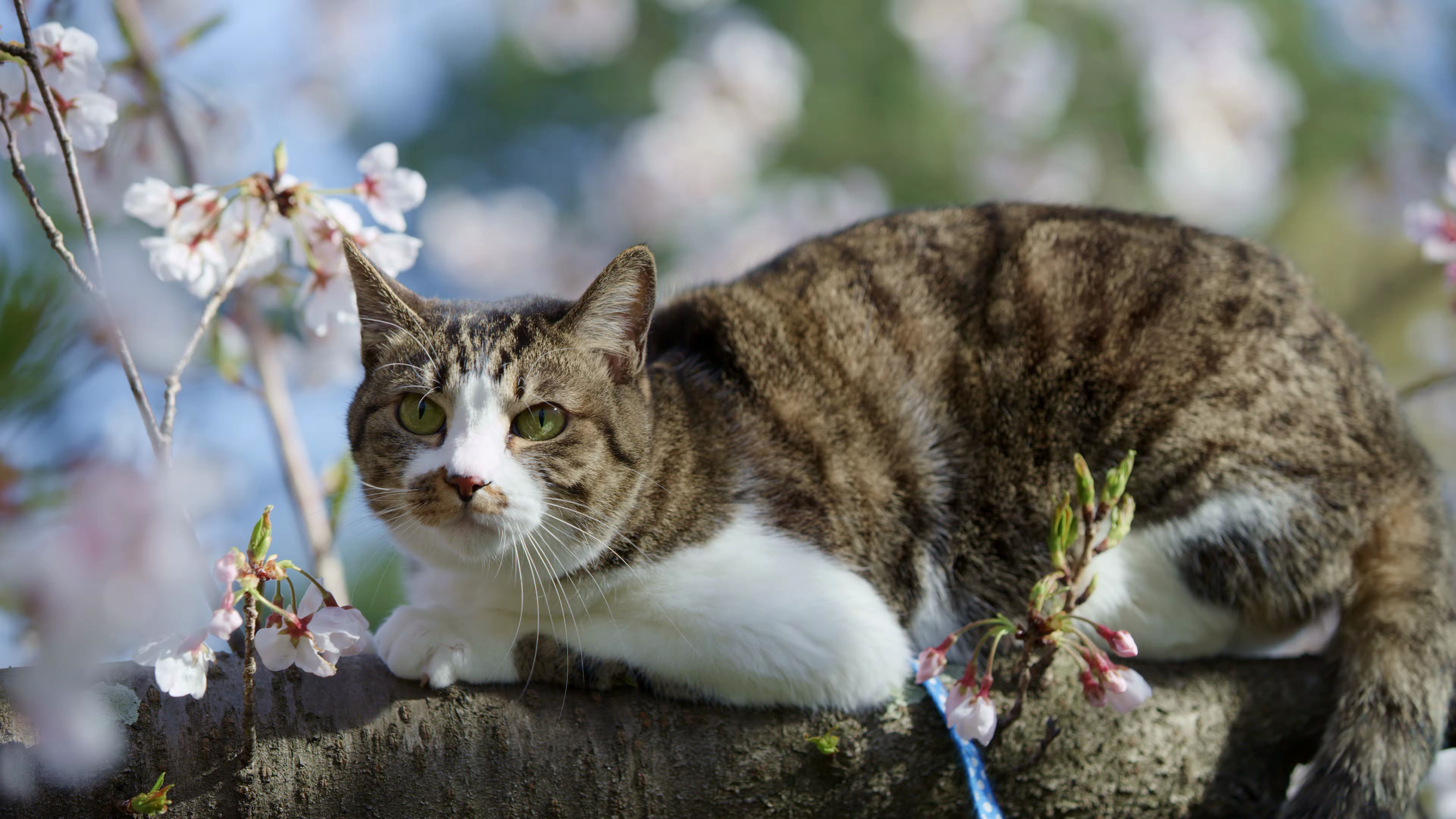 转载4k分辨率下的猫猫