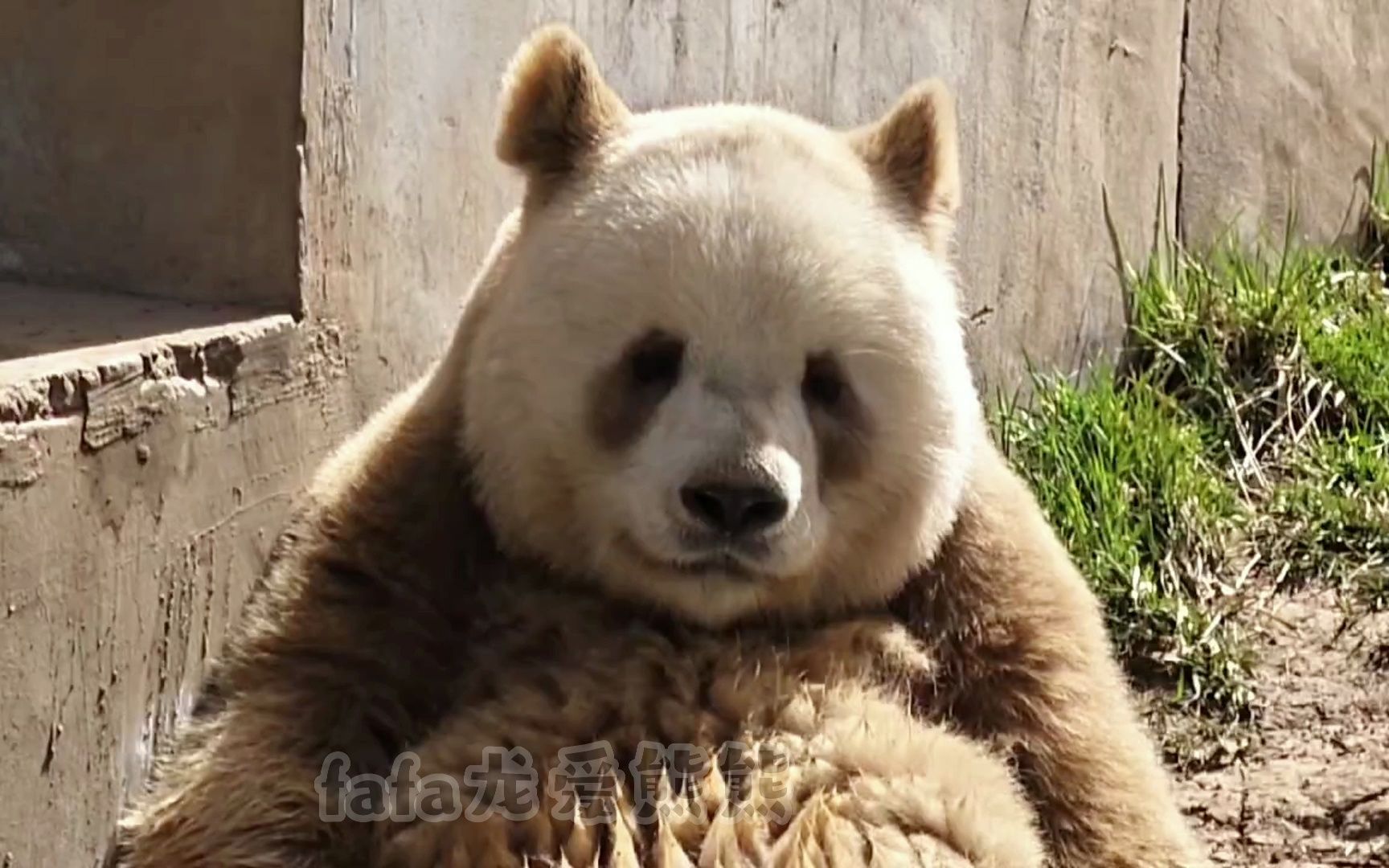 七仔小呆萌坐窗口,憨宝惹人爱(库存)