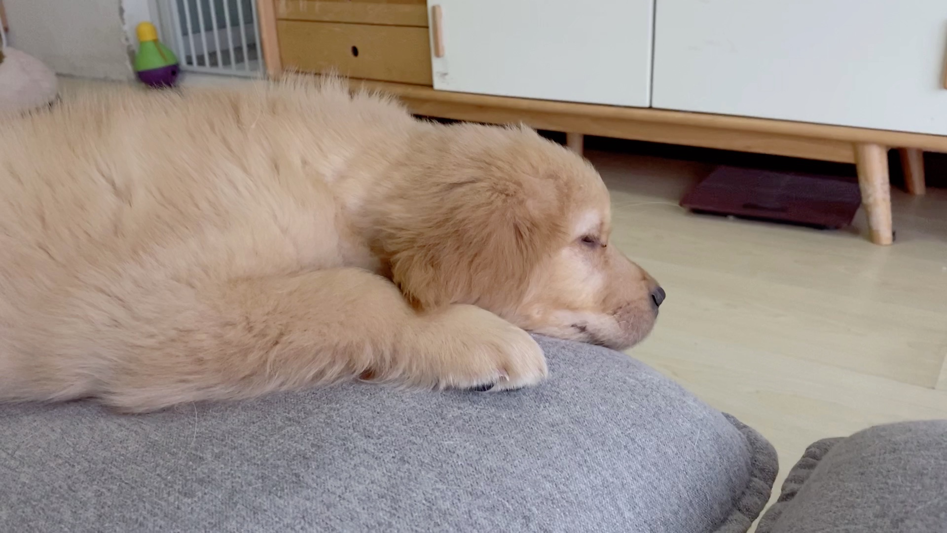 养三条狗的日常之刚睡醒的小金毛也太可爱了吧