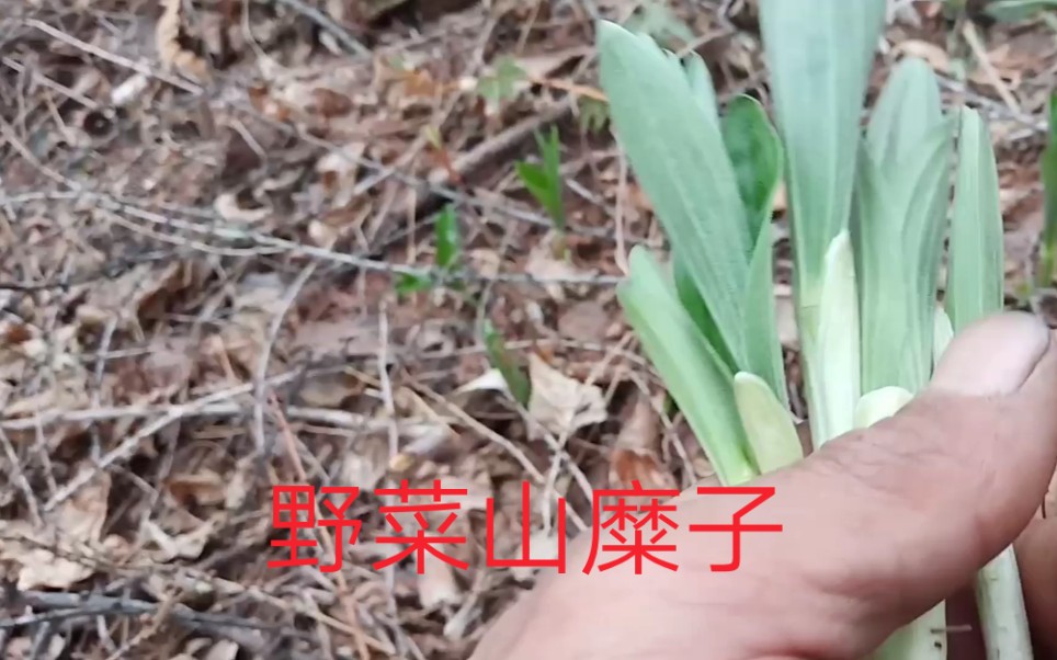 [图]山糜子野菜学名鹿药，你吃过吗