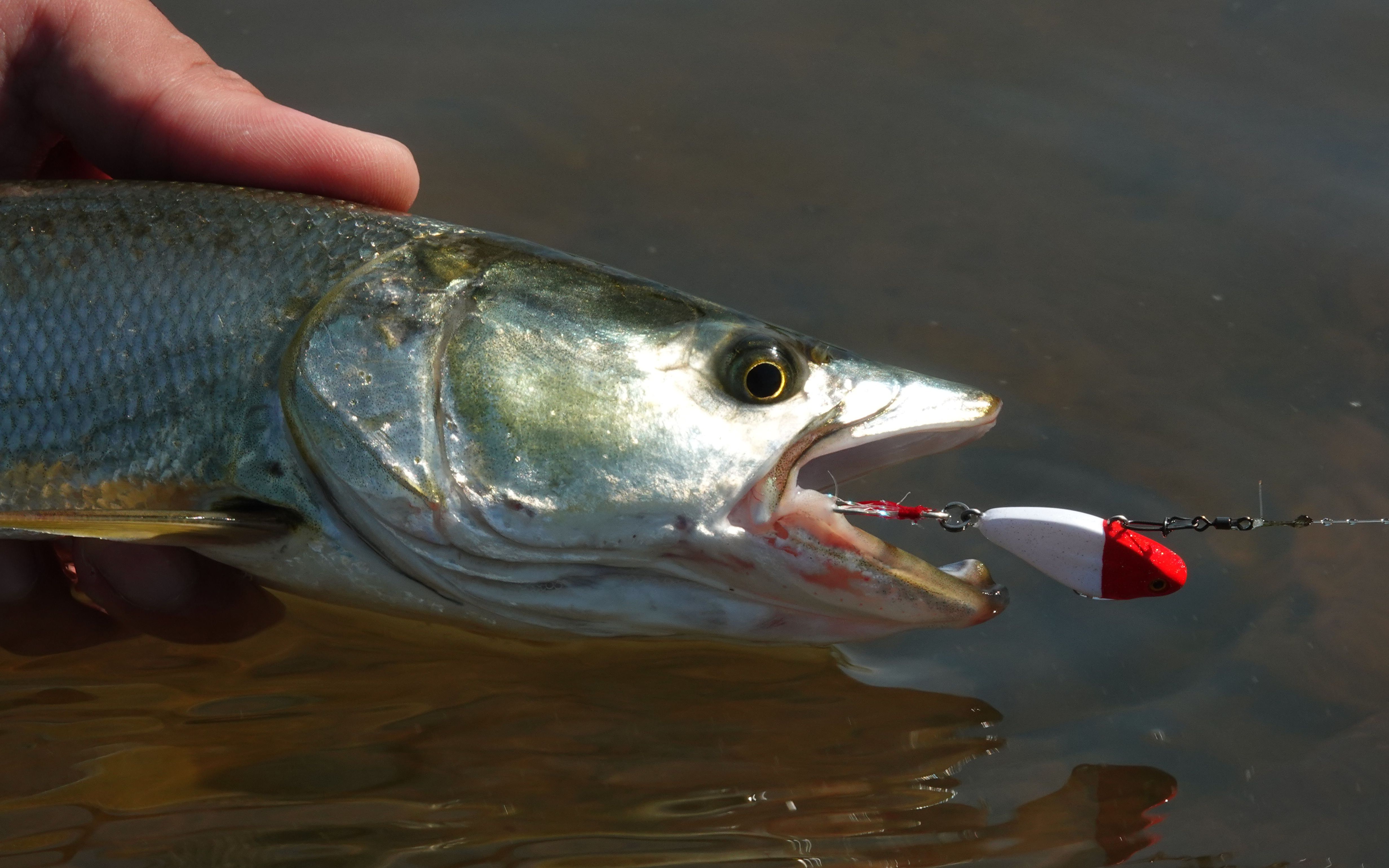 蓝微物vlog | 流水藏鱼,钓鱼人的世外桃源,可以钓到多少种鱼?