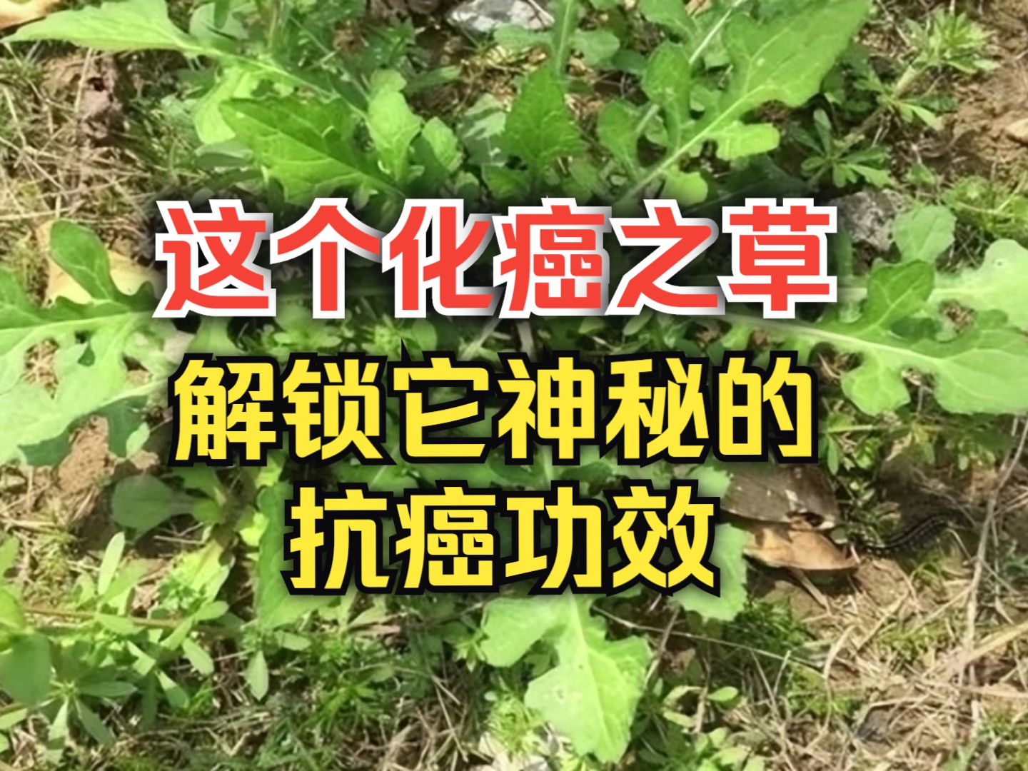 [图]这个化癌之草，解锁它神秘的抗癌功效,揭秘乡野间的绿色宝藏——“化癌草”的神秘力量