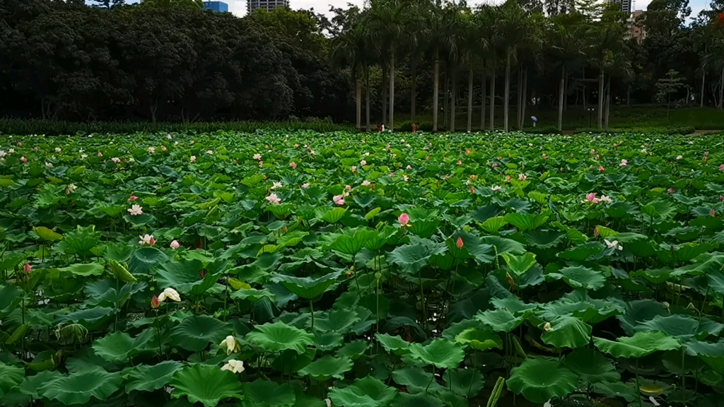 [图]雨后赏荷：大珠小珠落玉盘。