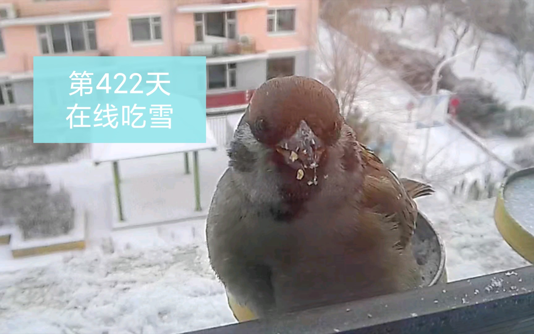 【麻雀日记】第422天,又双叒叕下雪了小肥啾在线吃雪哔哩哔哩bilibili