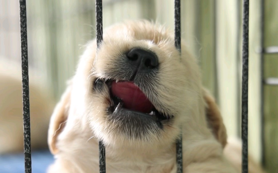 无敌可爱的小傻狗