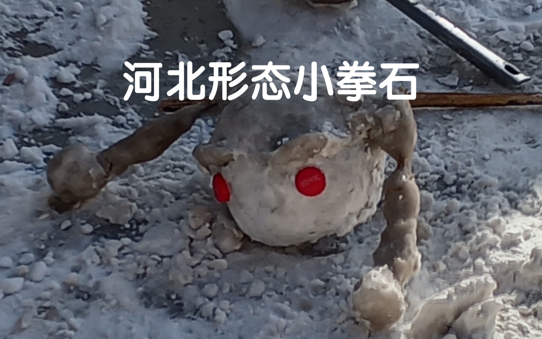 下雪天,家门口刷了一只小拳石