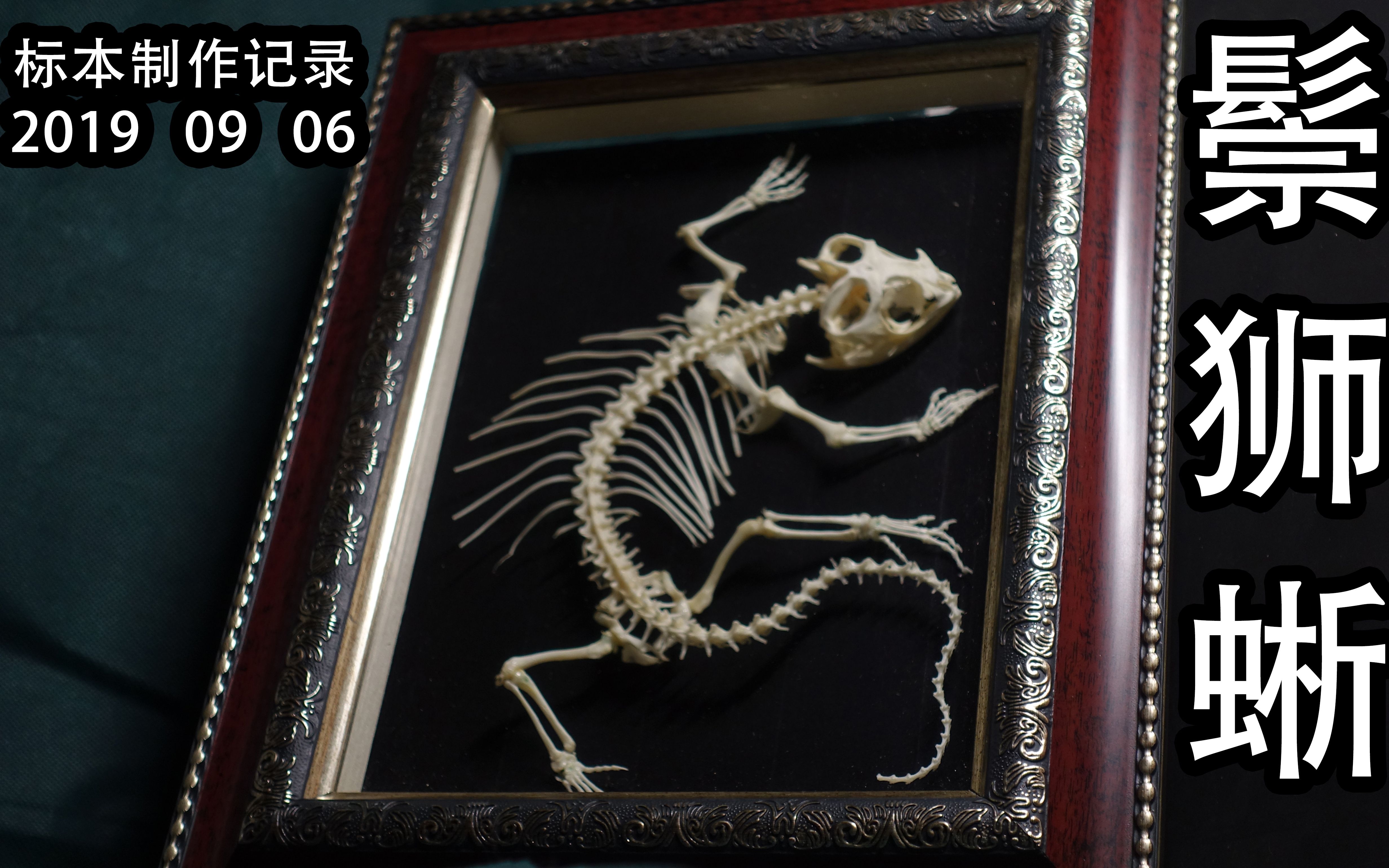 鬃狮蜥蜴骨骼标本图片