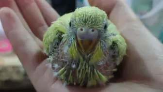 【虎皮鹦鹉了解一下？】鸡仔理毛