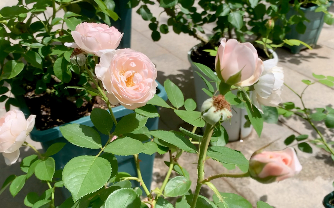 黛丝德蒙娜月季