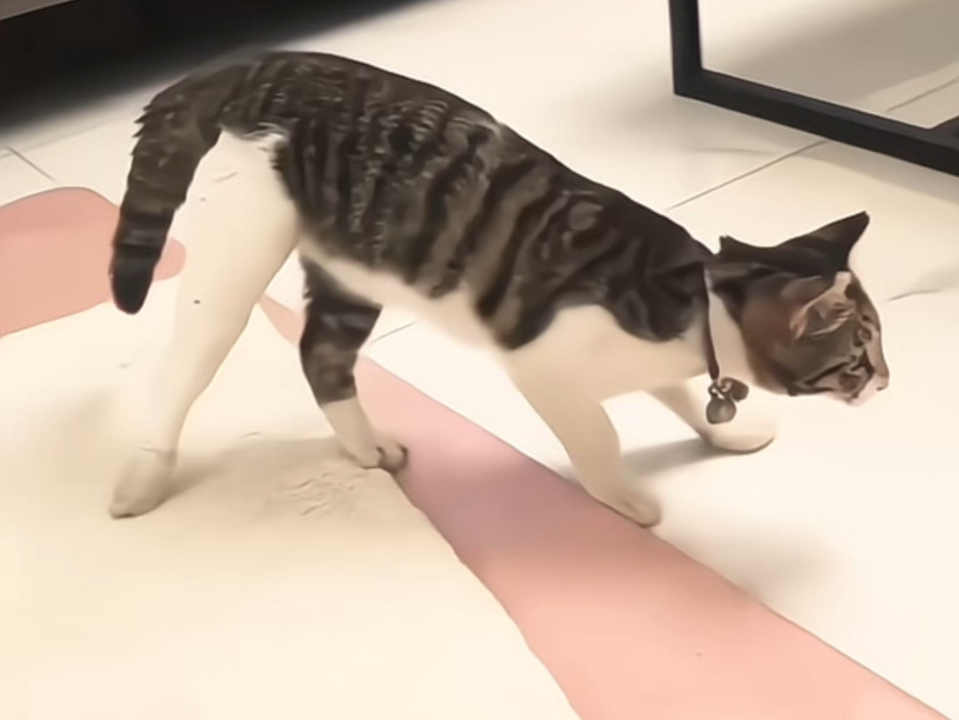 大基腿