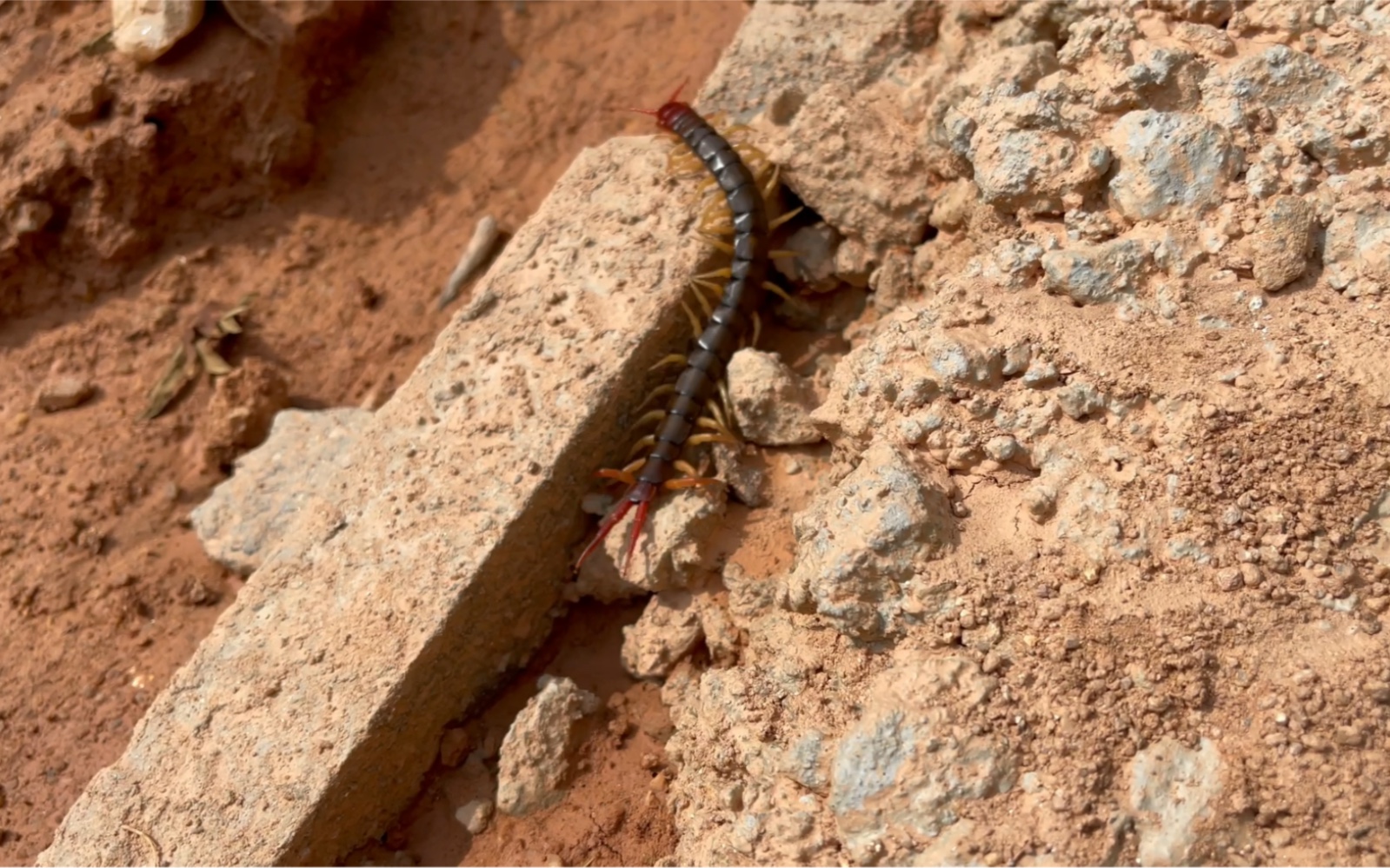 农村小伙进山,碰到巨型蜈蚣,体型超大,而且还是五毒之一呢