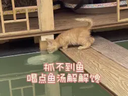 Download Video: 猫咪捕鱼总会失足落水