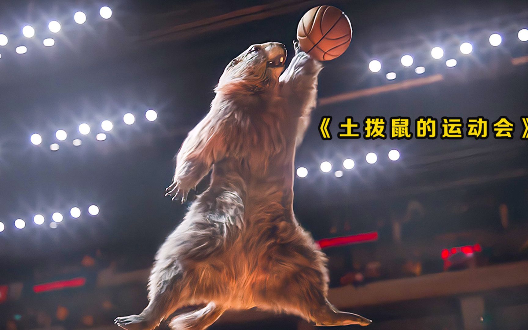 萌翻众人土拨鼠运动会场面过于可爱试试你能憋多久不笑