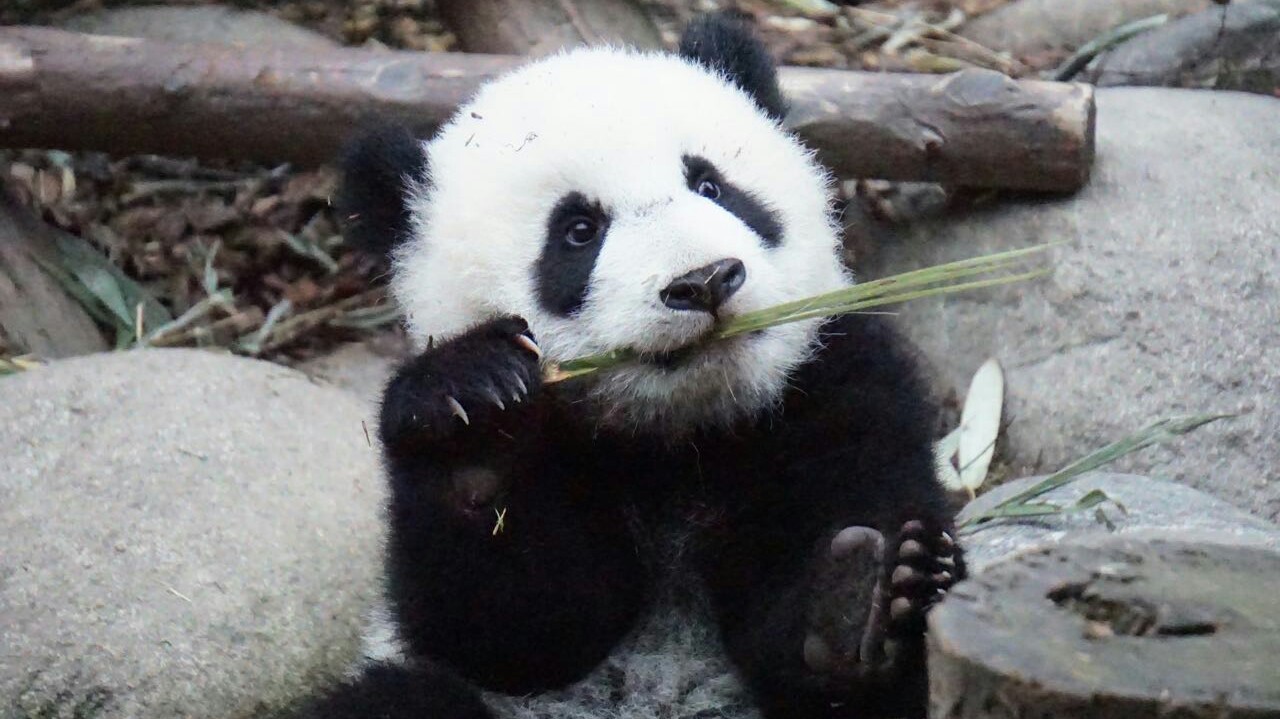 大熊猫萌萌和双胞胎女儿萌四萌五