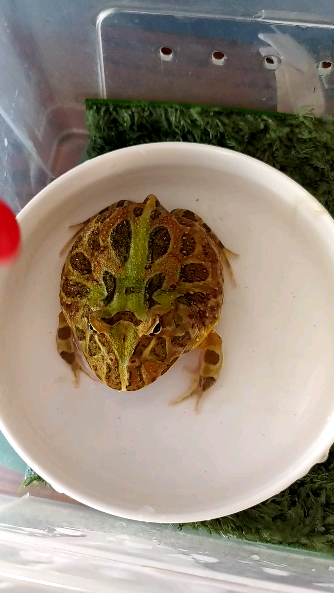 图里琛原色角蛙脾气可不小调皮