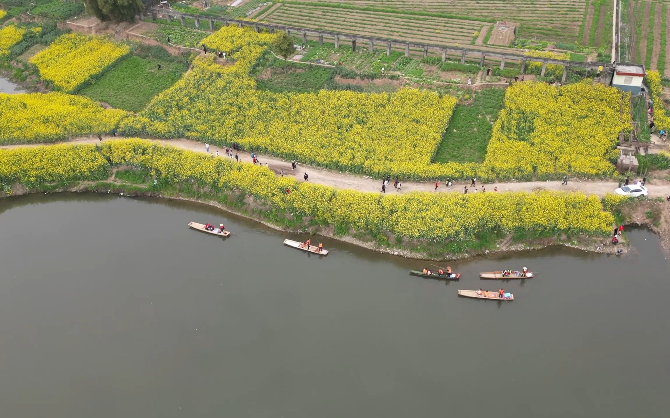 邛崃两河口油菜花图片