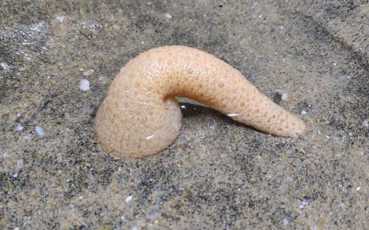 这种海鲜有点意思夜晚触碰它会发光我们叫它海玉米