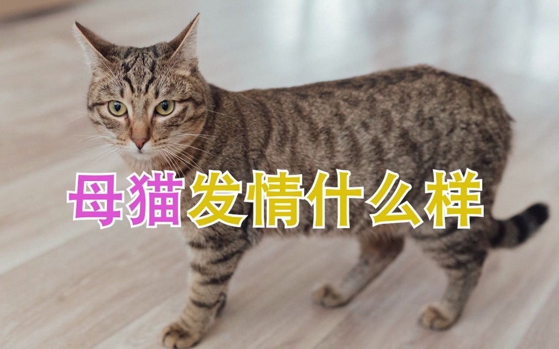 母猫发情什么样哔哩哔哩bilibili