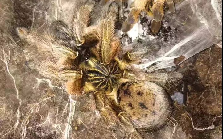 黄金战甲!纳米比亚黄金巴布捕食樱桃