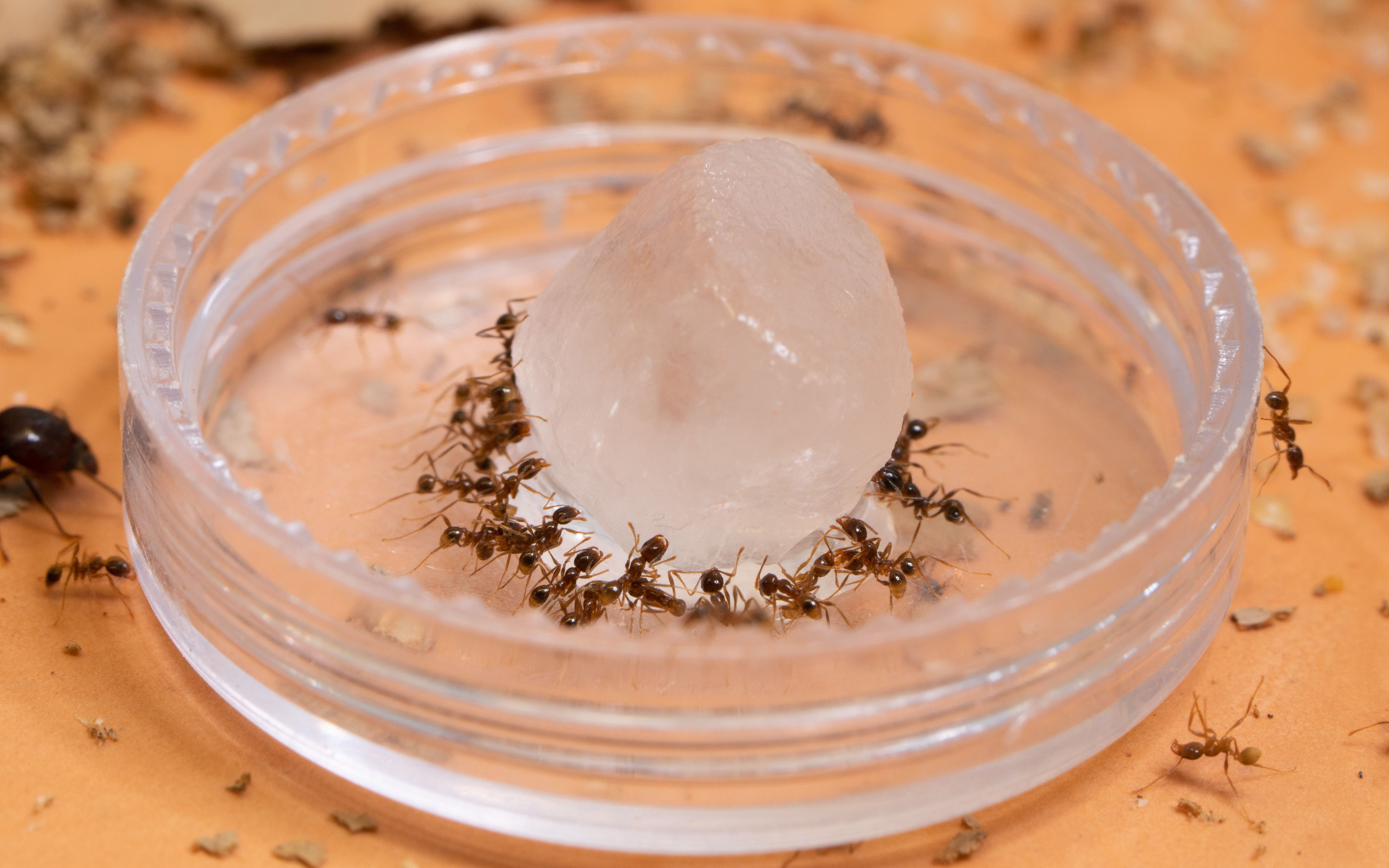 全异盲切叶蚁3蚁后1500工蚁开箱及入巢