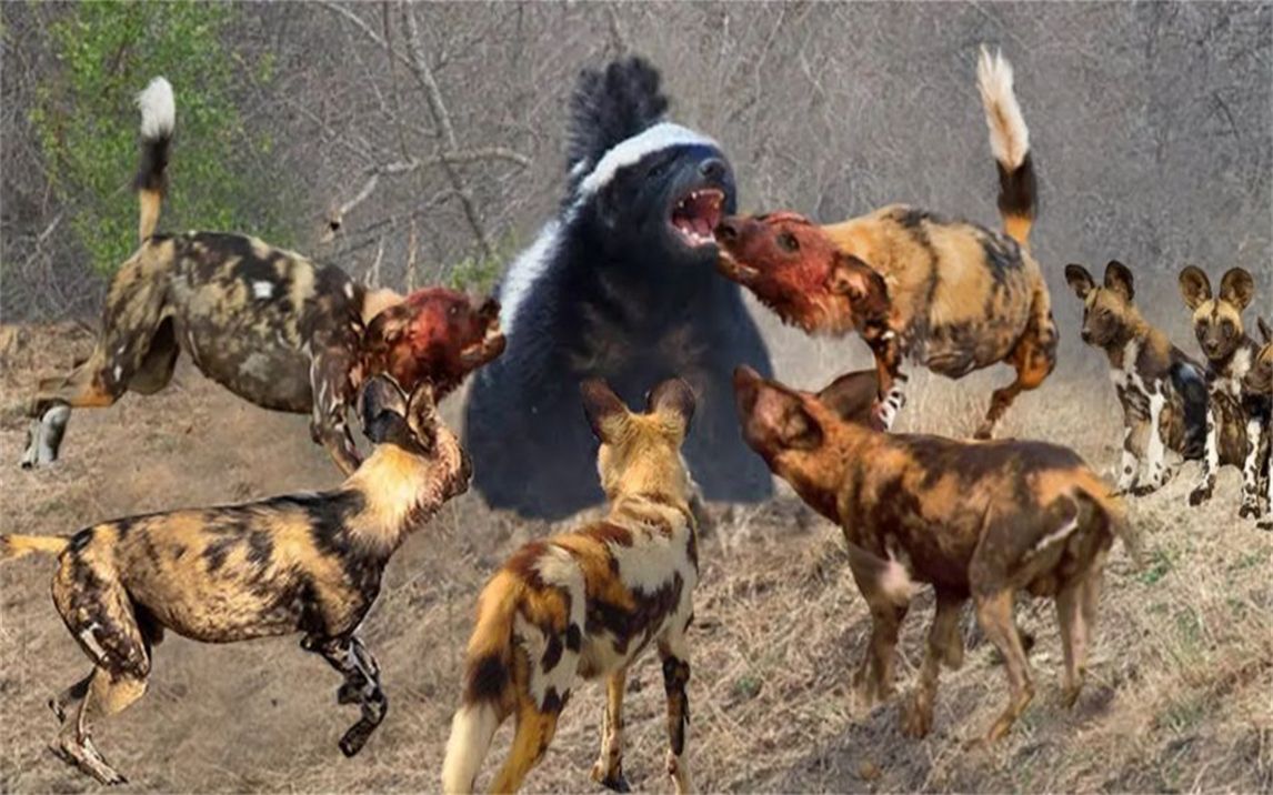 蜜獾让野狗和狮子在面对时痛苦不堪,平头哥vs非洲野犬!