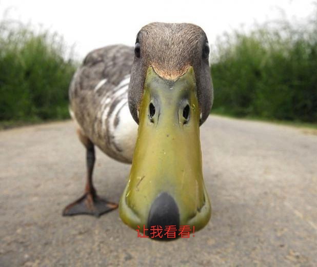 无语鸭的表情图图片