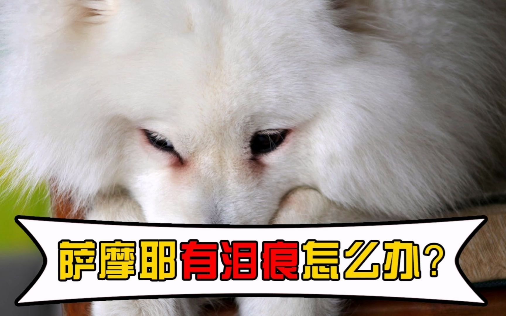 萨摩耶有泪痕怎么办?教你一些办法,有效解决该问题