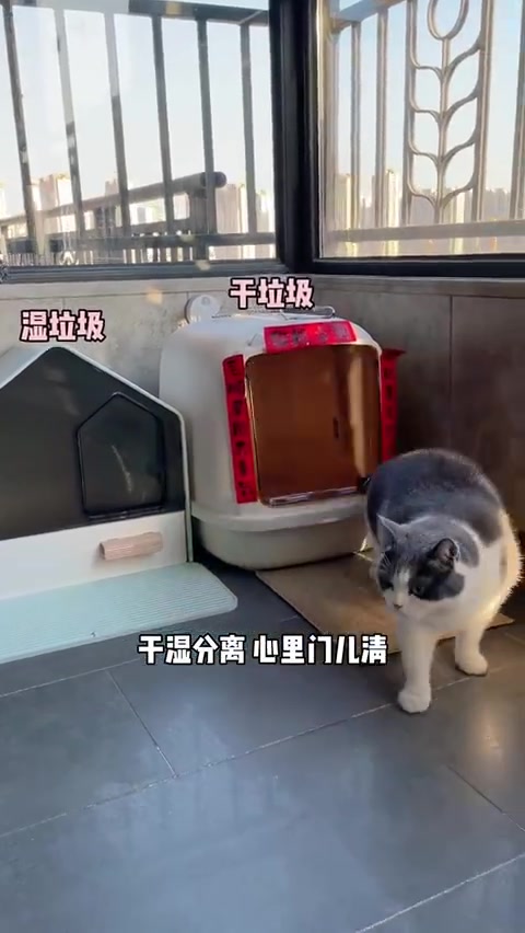 土肥圆是只猫:8.9 NJ 小猫咪到底知不知道它只是一只猫?哔哩哔哩bilibili