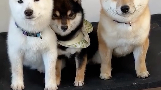 白黄黑三只小笨柴犬耐心地调整姿势,在等待主人拍照