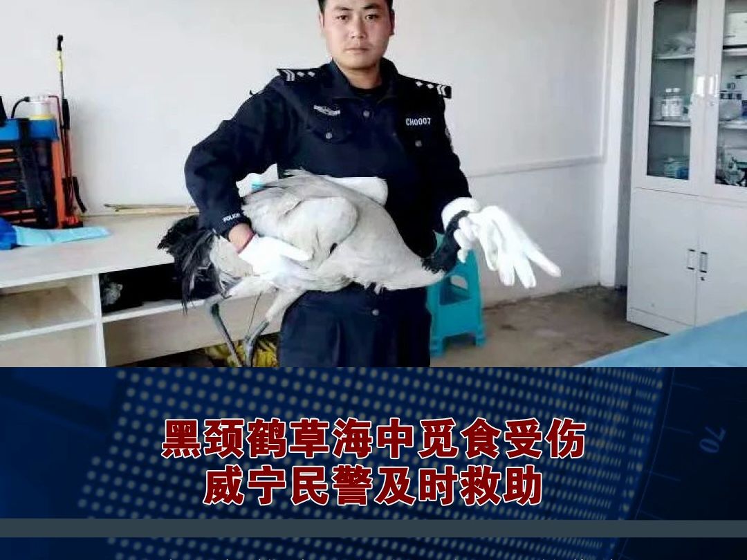 黑颈鹤草海中觅食受伤 威宁民警及时救助
