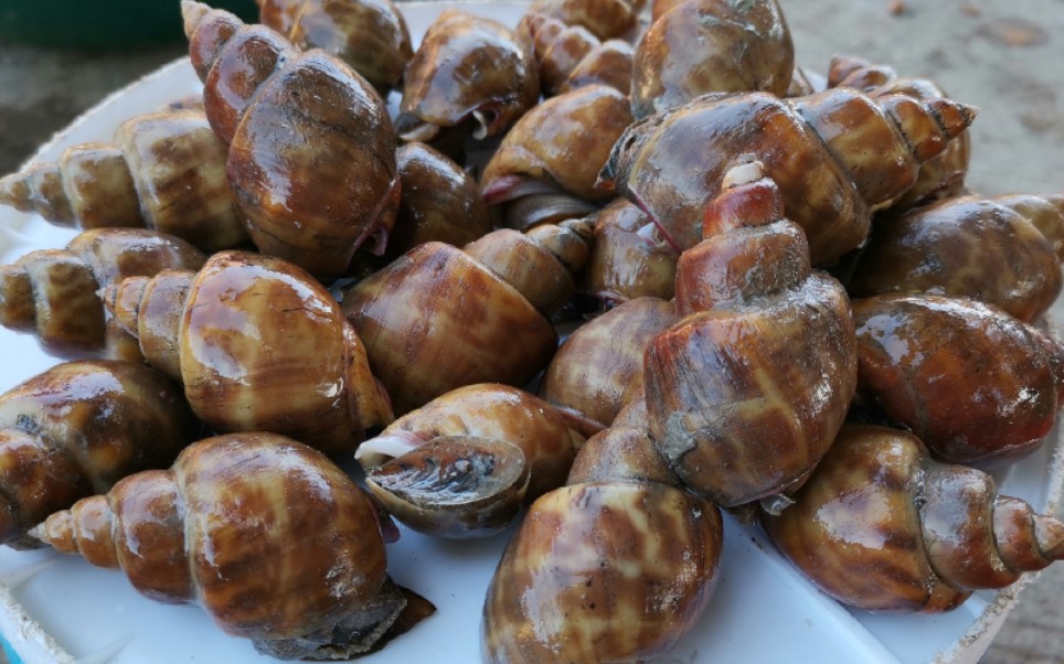 阿金父子出海捕鱼,抓到渔民口中的"小金螺",这趟小赚500_哔哩哔哩 (゜