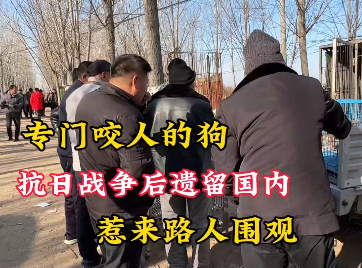 这狗专门用来咬人的,战争后遗留在国内的"日本狼狗"惹