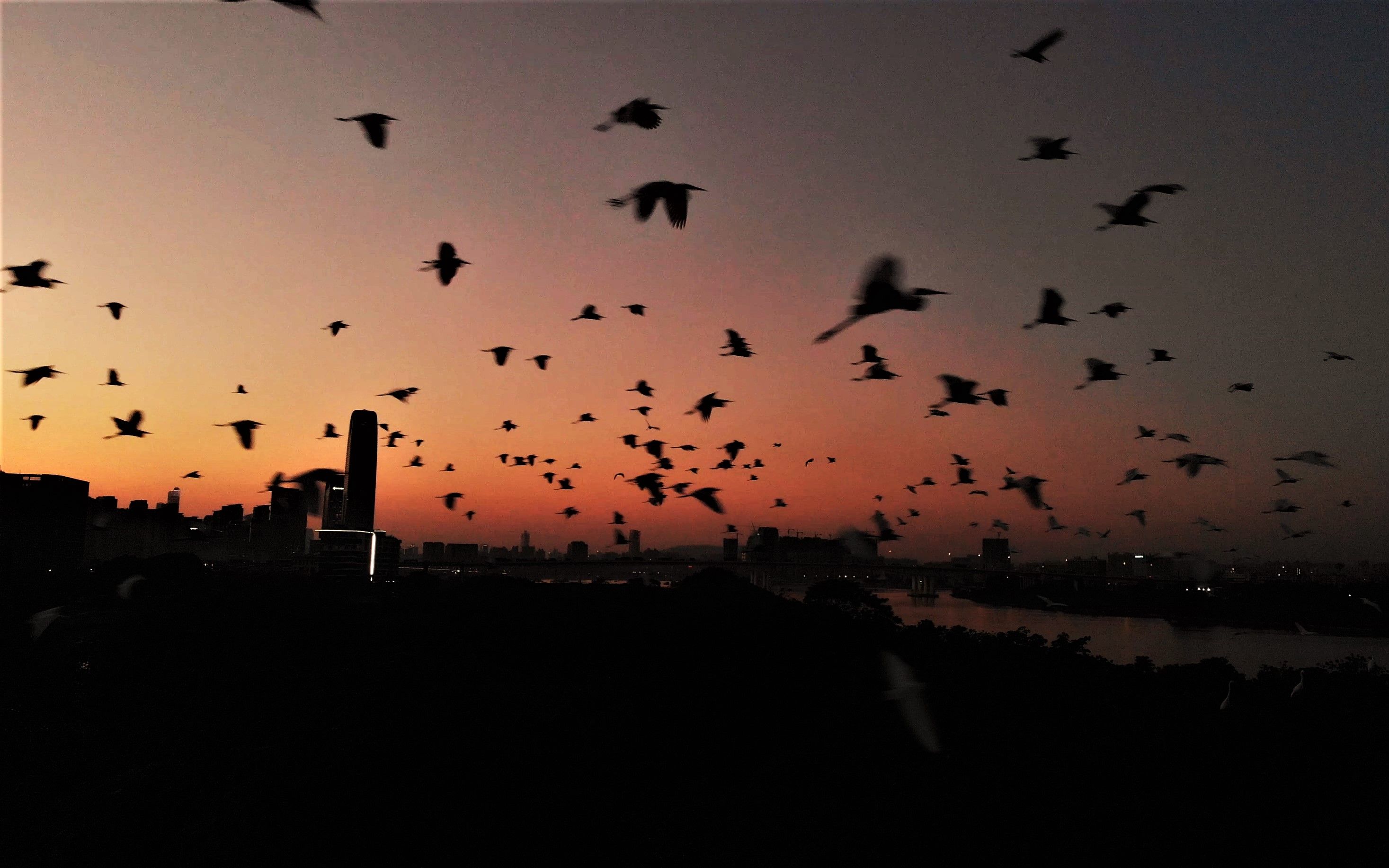 航拍广州无人岛之沙仔岛,鹭鸟群飞,整岛仅有一位老人和三条老狗