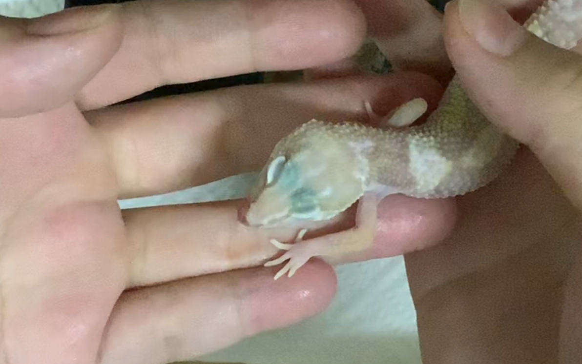 【云养守宫】莎莎第二十四天,蜕皮后的第二天,一切ok_哔哩哔哩 (゜-゜