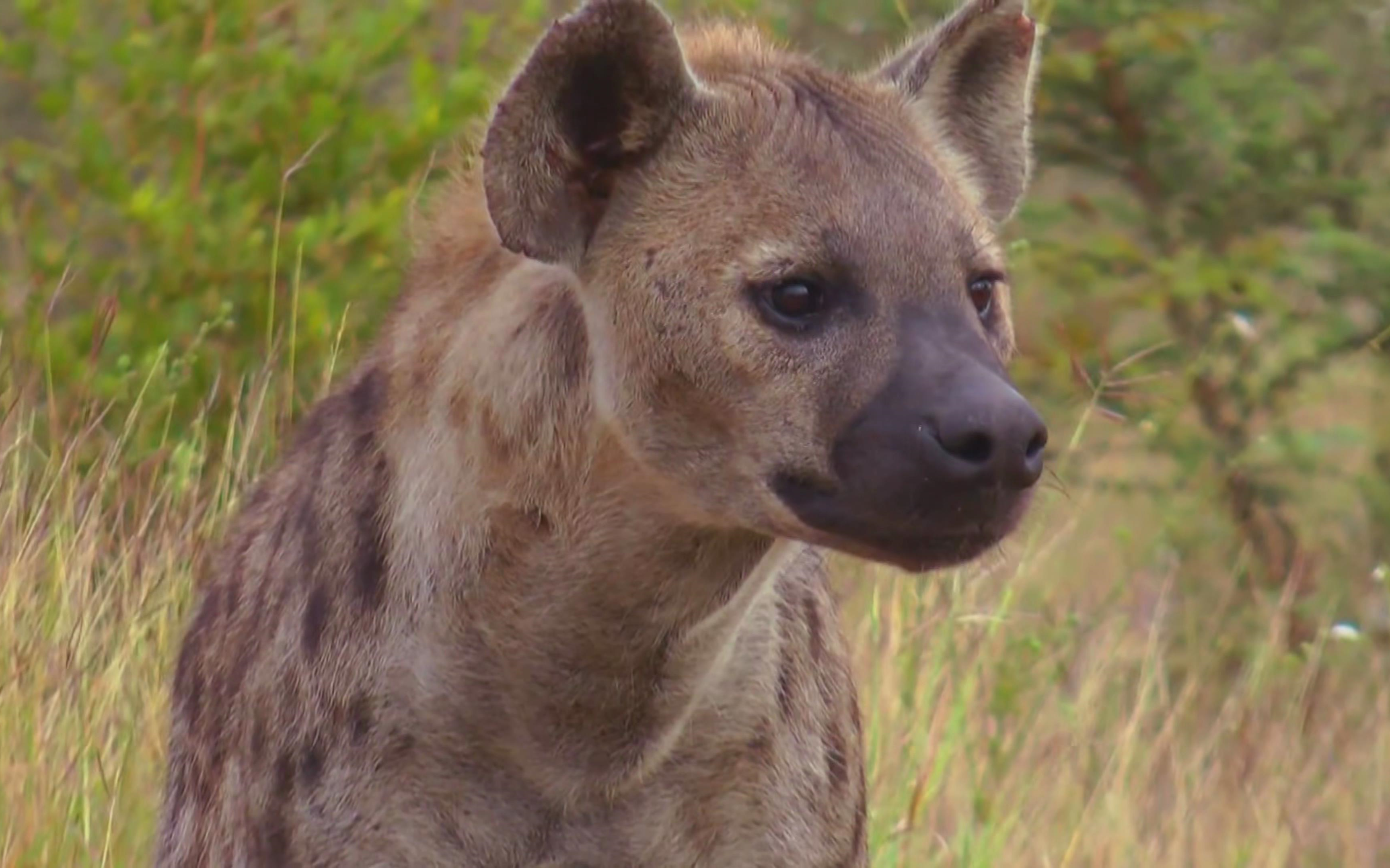非洲鬣狗读音图片