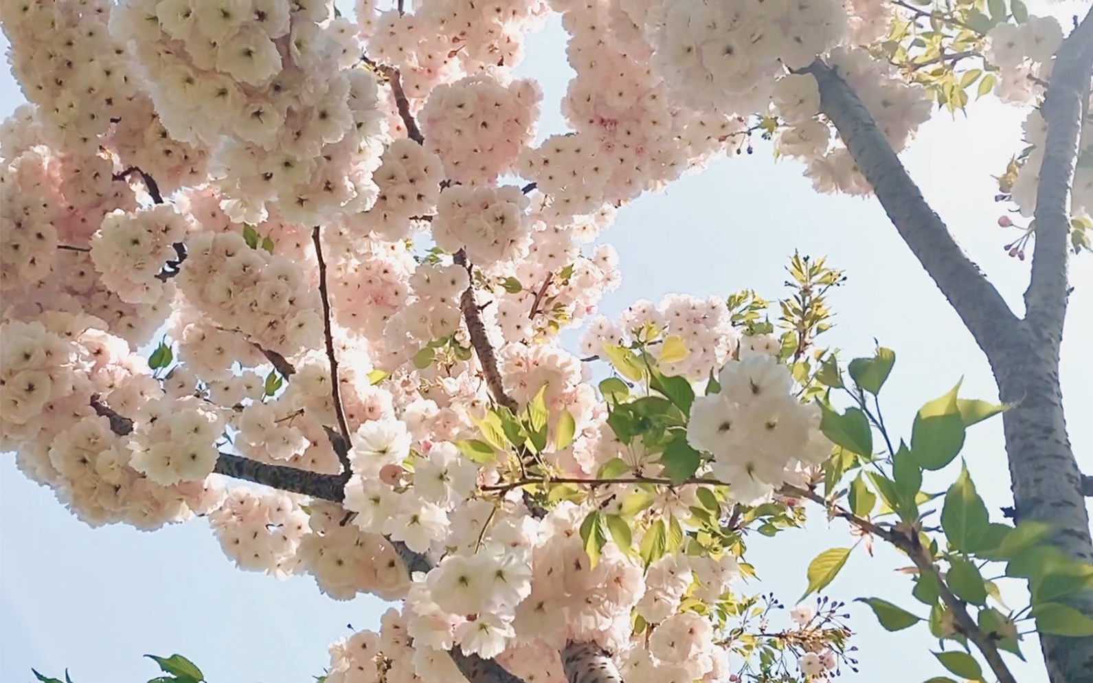 旅顺樱花园樱花盛开,风吹樱动