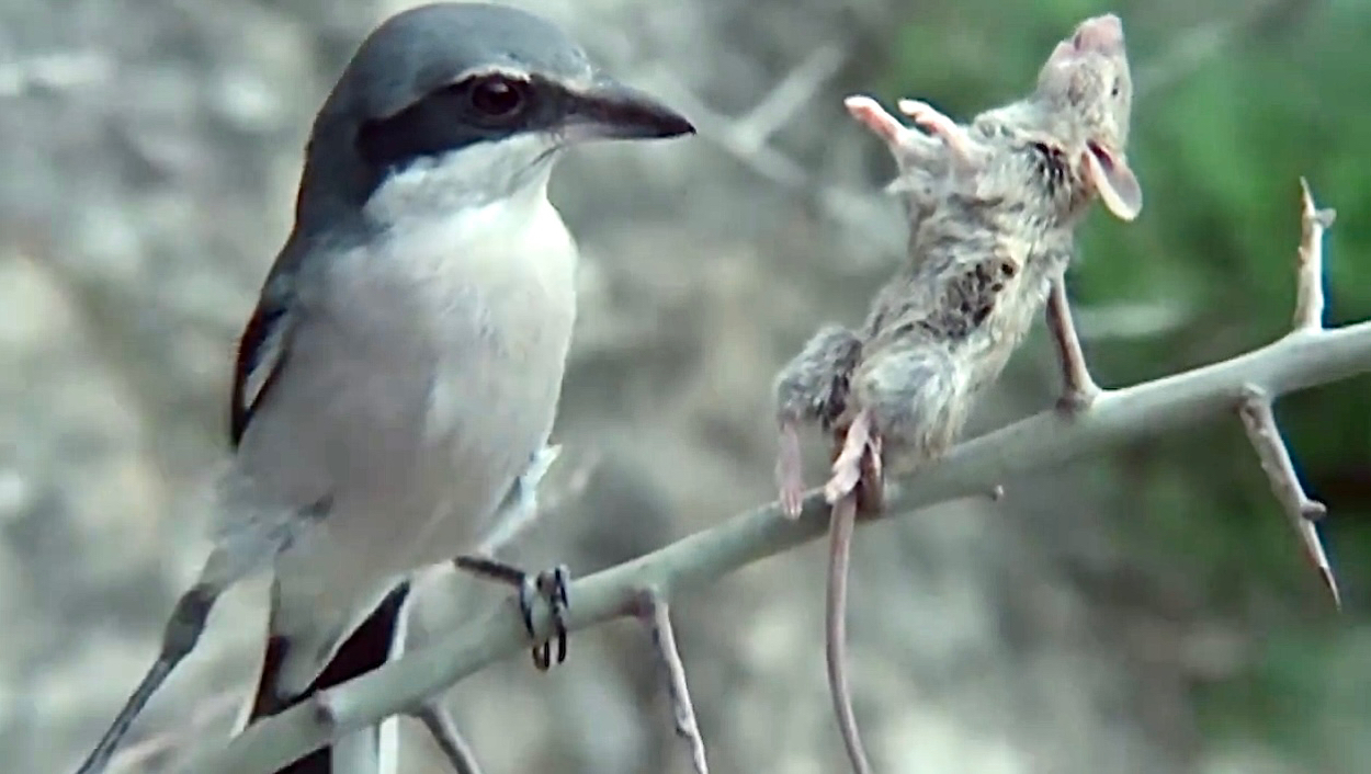 老鼠:"再见了,世界"