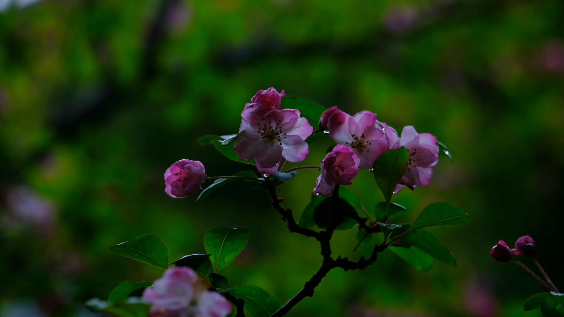 雨后樱花精美图片图片