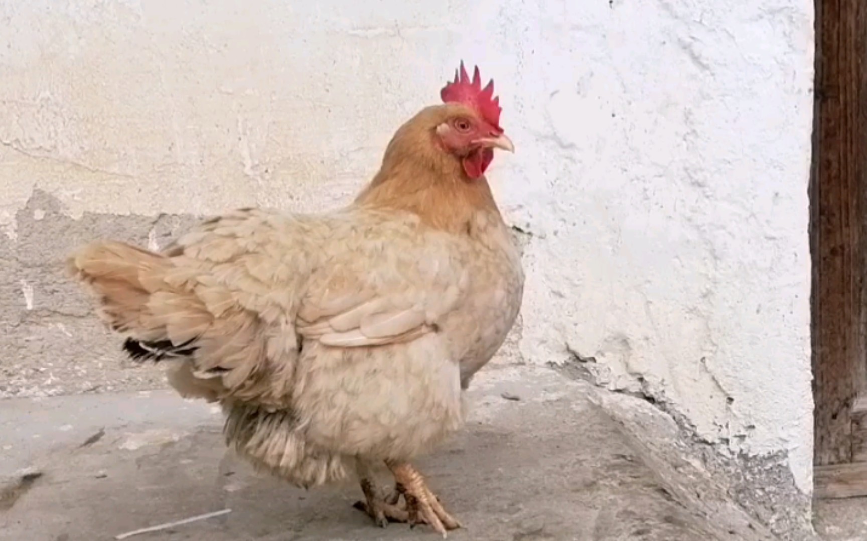 一瘸一拐的小母鸡