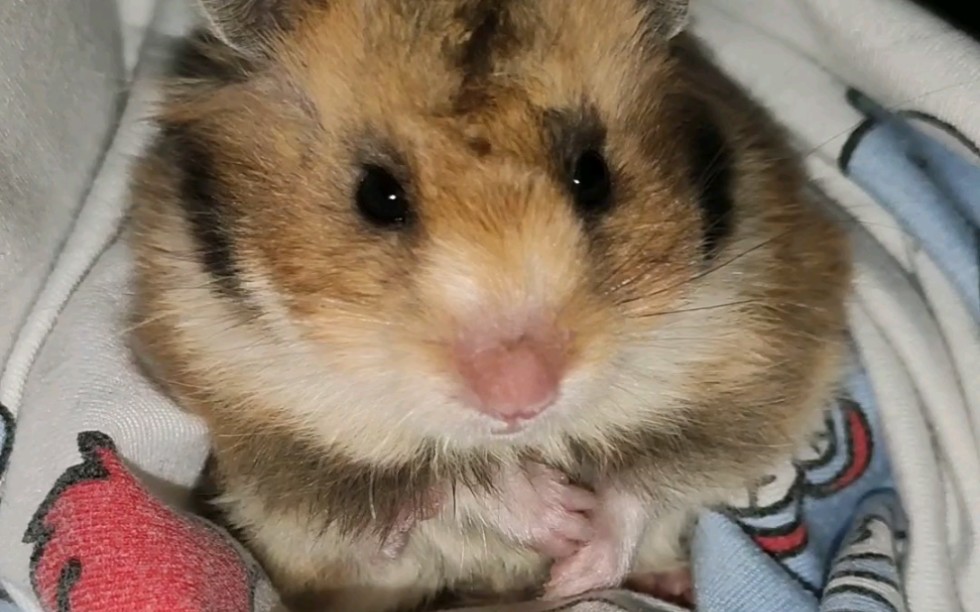 【金丝熊】刚洗完头的憨憨罐～这炸毛发型是哪个托尼交给你的!