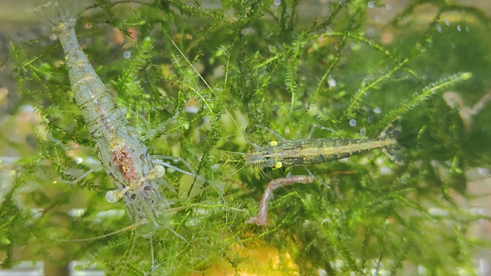 虾视界大眼贼黑壳虾