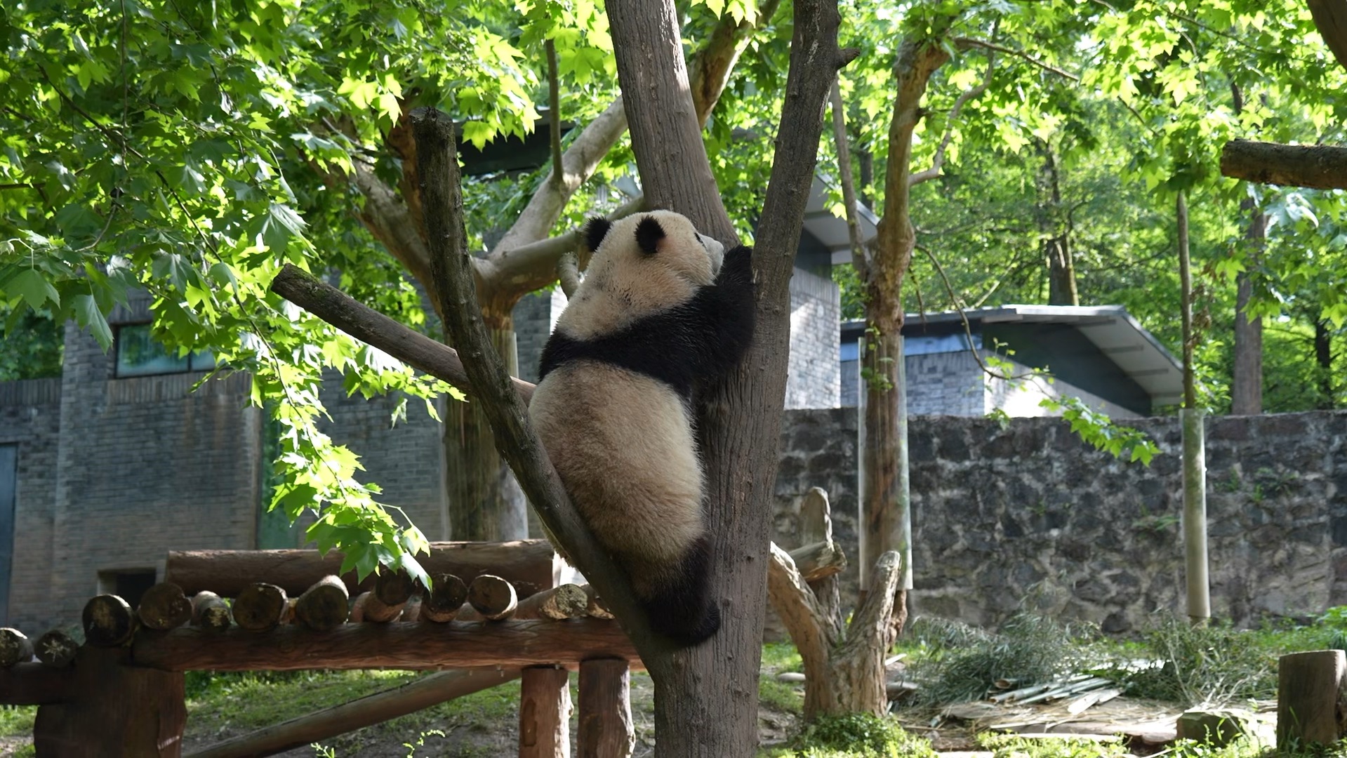 美心和美年达玩嗨了